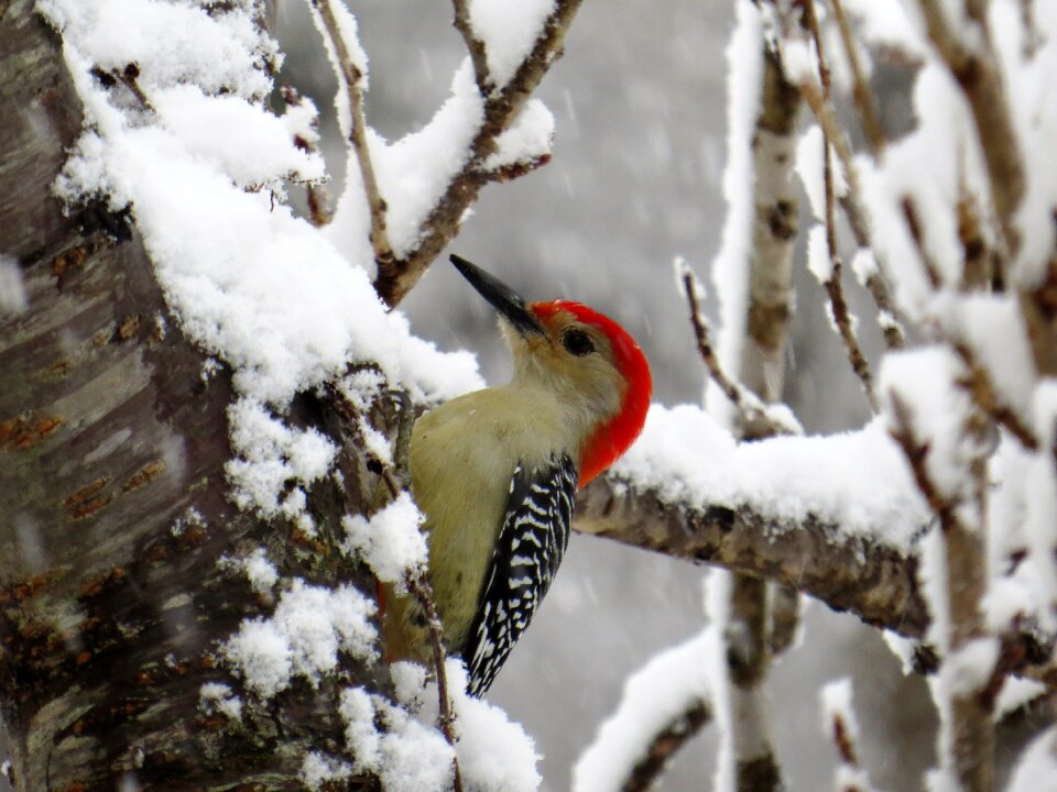 Tree outdoors woodpecker