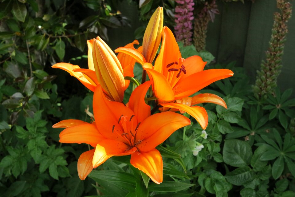 Nature summer lily