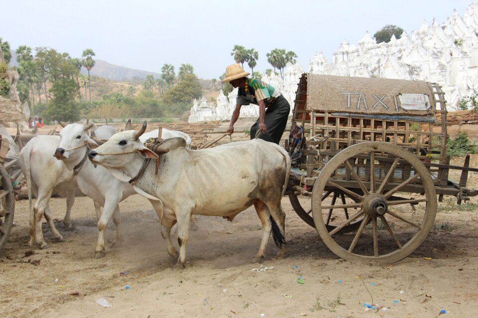Cattle mammal asia