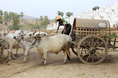 Cattle mammal asia