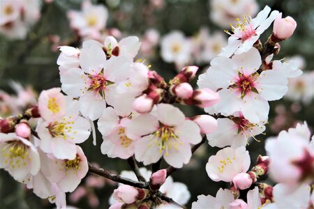Tree plant almond tree
