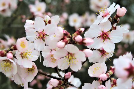 Tree plant almond tree photo