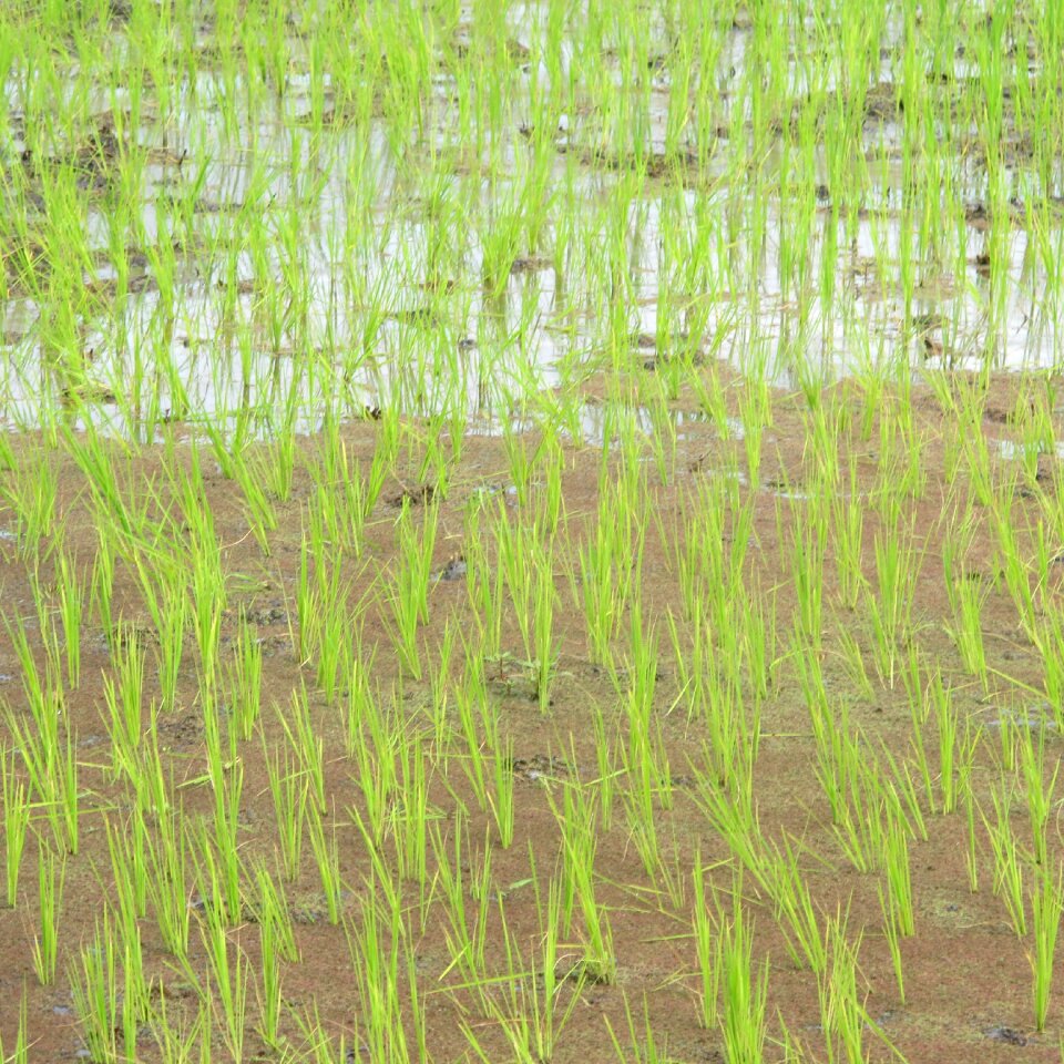 Growth field