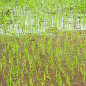 Growth field