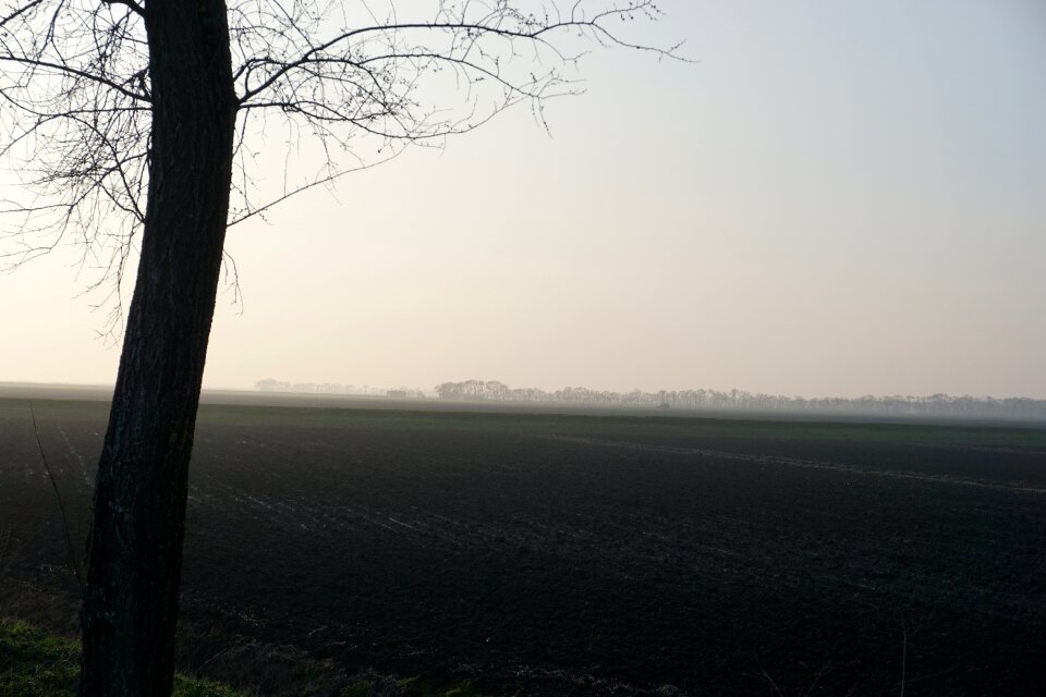 Tree landscape panoramic photo