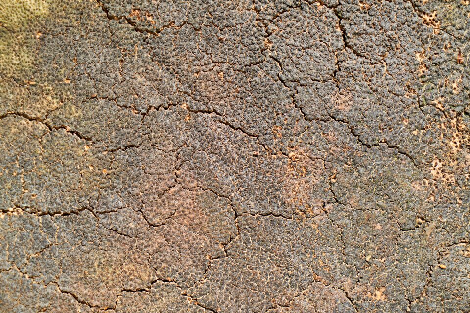 Tree texture wood tissue