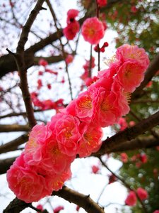 Tree season nature