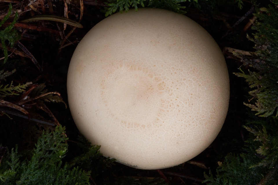 Globose weisslig mushroom