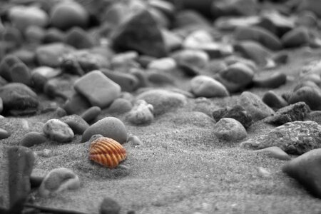 Shore nature shell