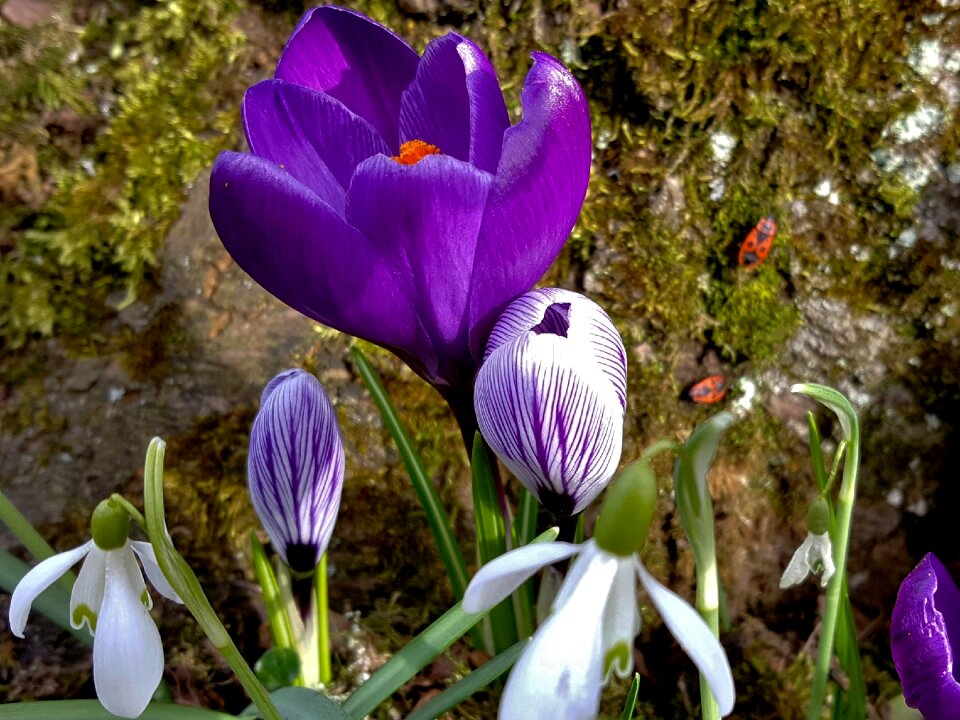 Garden flowers close up photo