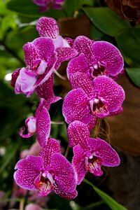 Tropical garden flowers