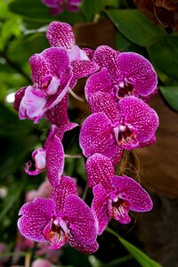 Tropical garden flowers photo