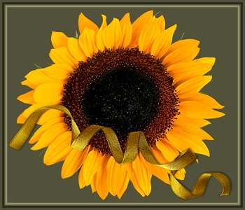 Flower flowers tape