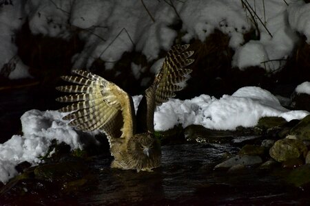 Bird river winter