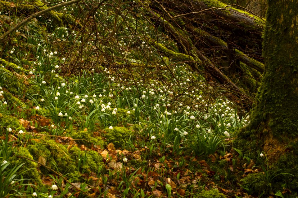 Snowdrop spring flower spring