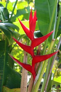 Growth leaf garden photo