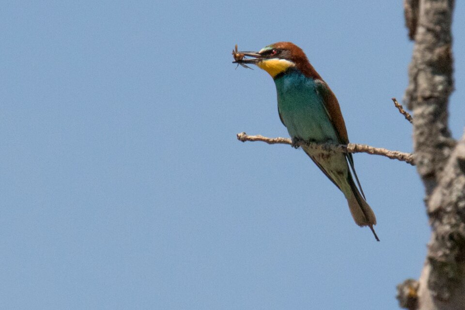 Bird wildlife nature