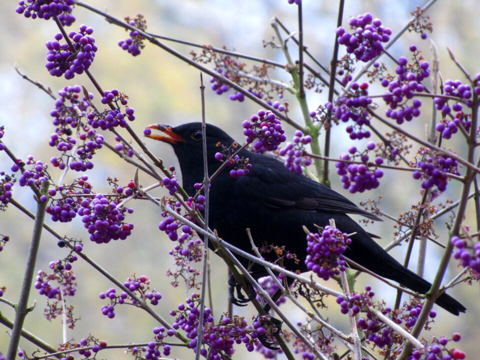 Berries nature blackbird