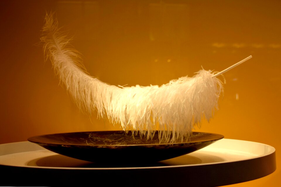 Feather plate Free photos