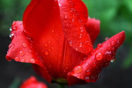 Plant rain wet photo