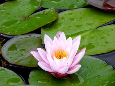 Flower leaf plant