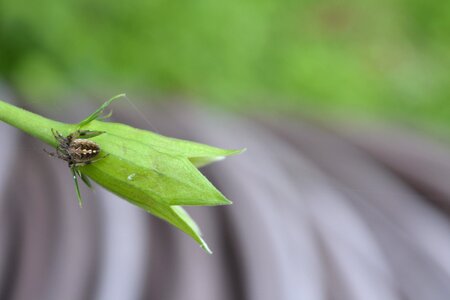 Spider receptacle green photo