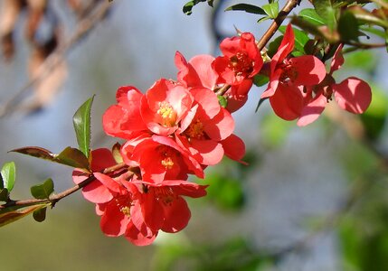 Shrub blooming japan quince photo