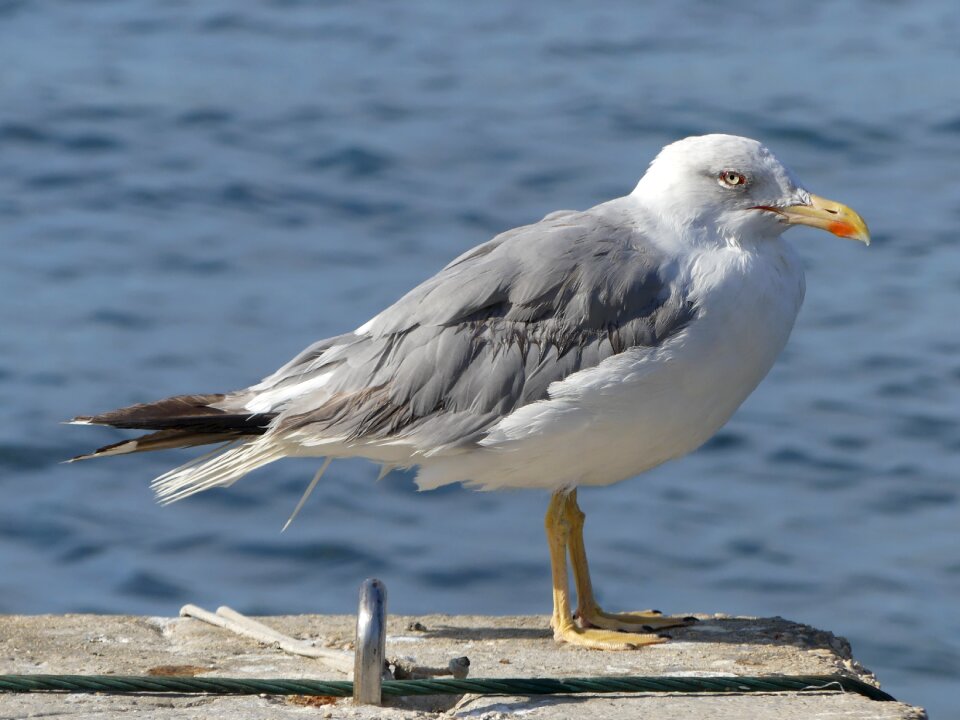 Seagull seevogel waters