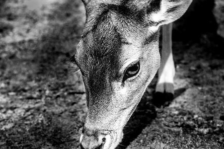 Animal portrait wild