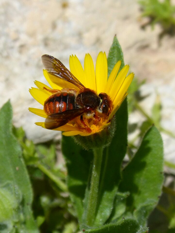 Dandelion nature insect
