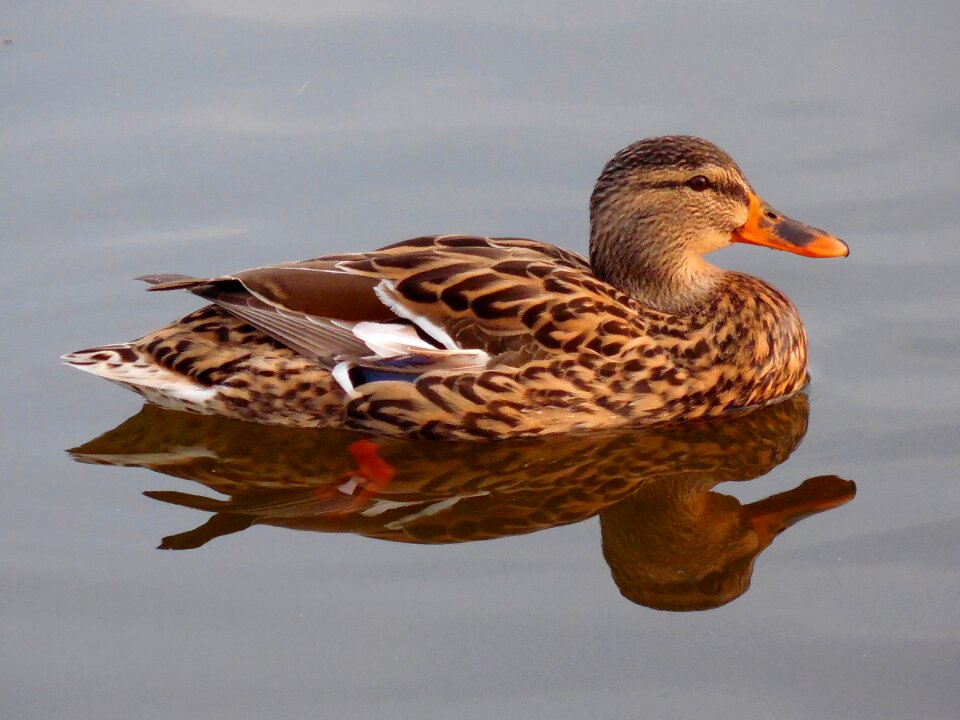 Water pond nature