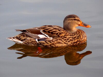 Water pond nature photo