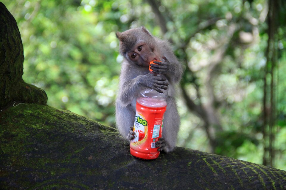 Tree living nature cute