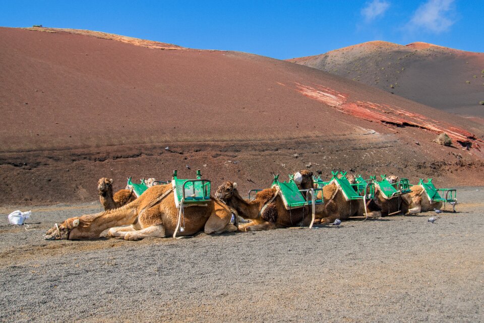 Camel travel canary islands