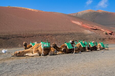 Camel travel canary islands