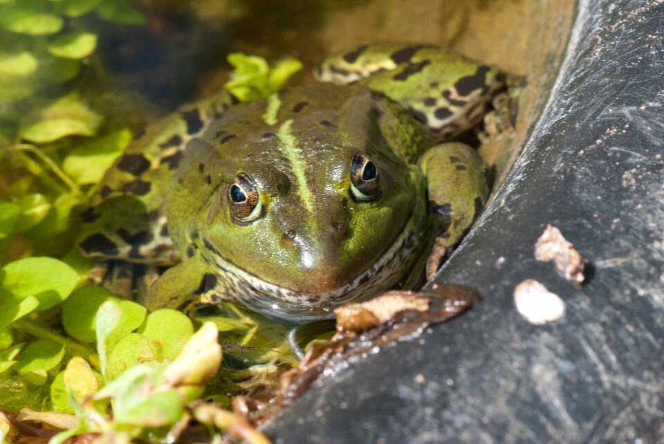 Frog amphibian Free photos