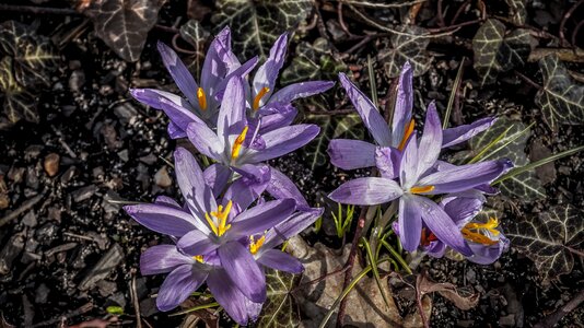 Petal flowers crocus