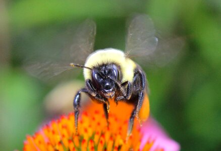 Bee wildlife