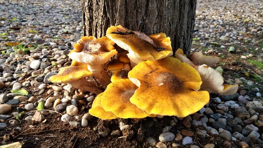 Autumn mushroom wood