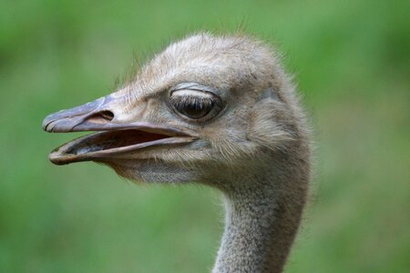 Animal beak neck photo