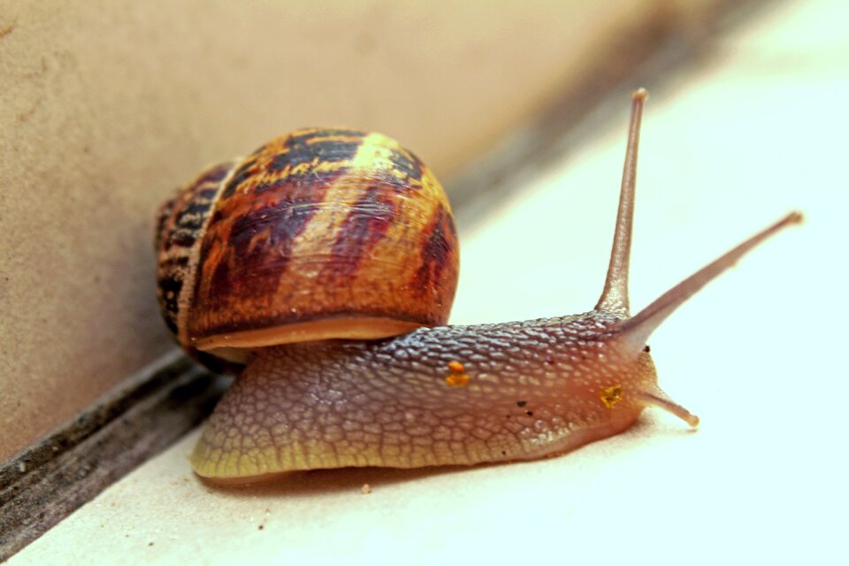 Seafood viscous slug