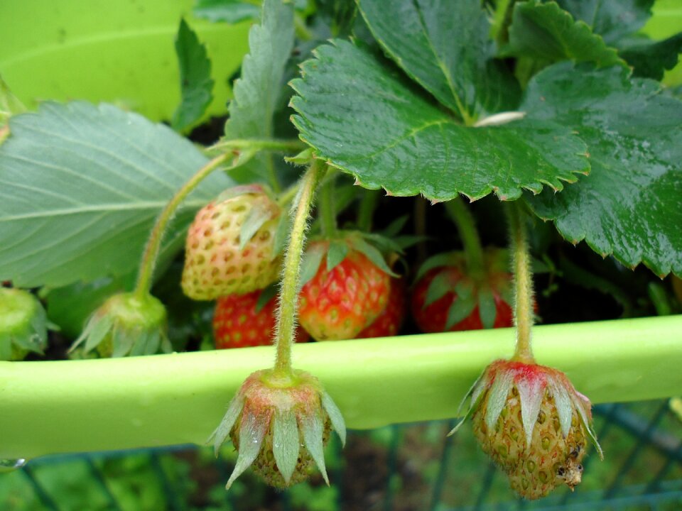 Fruit nature agro-industry