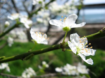 Cherry tree spring photo