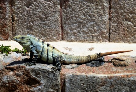 Iguana dinosaur animal photo