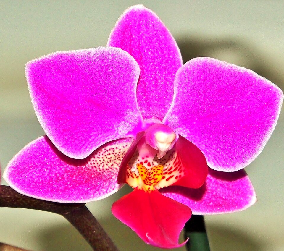 Nature exotic orchid