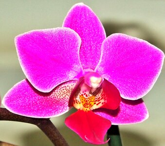 Nature exotic orchid photo