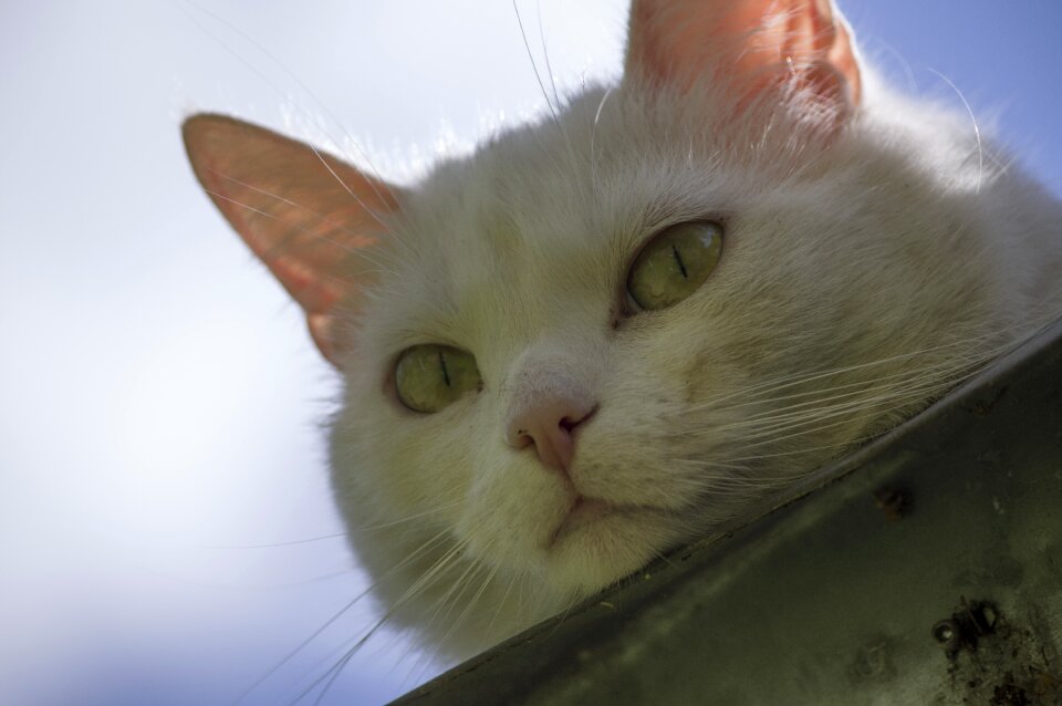Pet domestic gutter