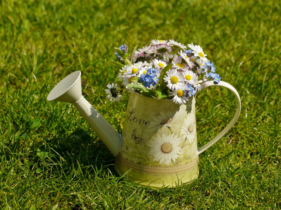 Love spring flowers flowers