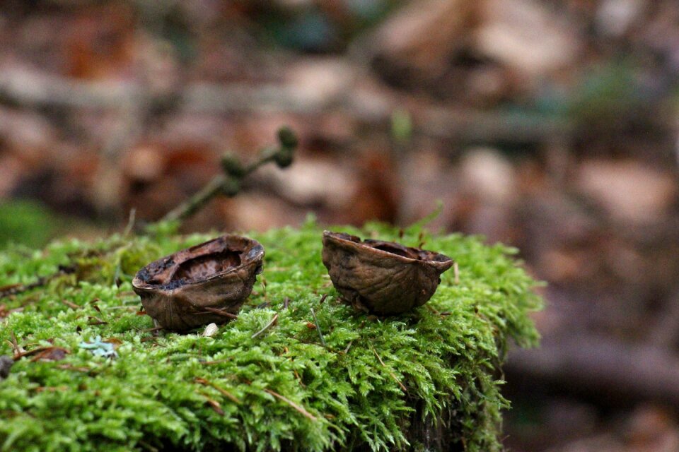 Moss small environment