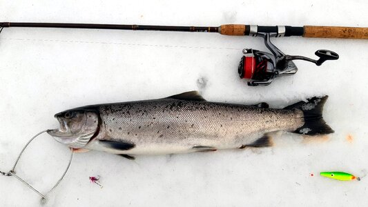Trout sea trout baltic sea